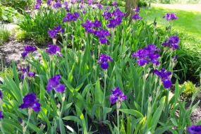 And more irises.