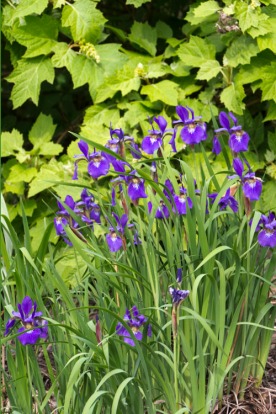 Siberian iris followed the other iris.