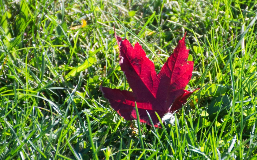 Red_leaf-2013-10-08